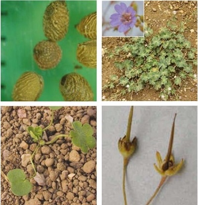 Dove's-foot crane's-bill at four growth stages